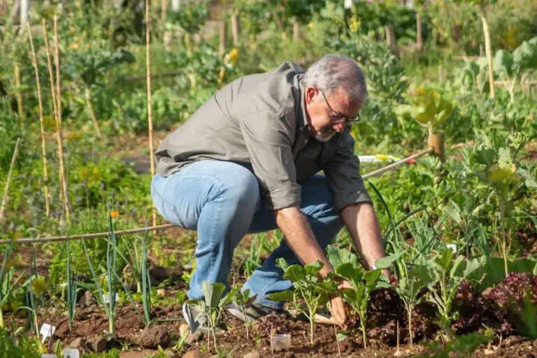 IN 6 STEPS, LEARN HOW TO START A VEGETABLE GARDEN