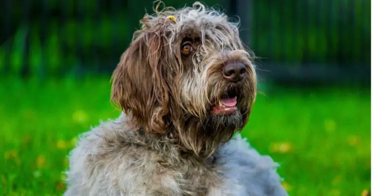 Griffon Korthals: all about this breed of dog