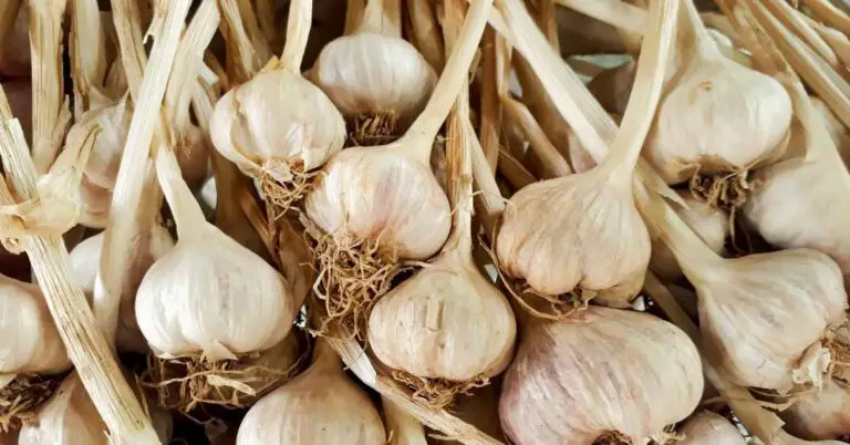 How to preserve garlic so that it does not dry out