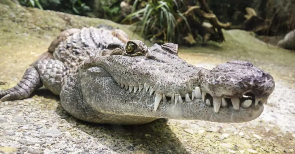 What does it mean to dream of crocodiles