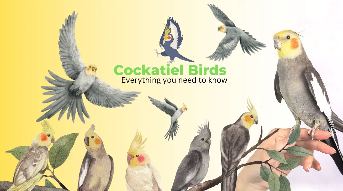 Cockatiels Bird: Everything You need to Know